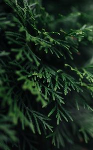 Preview wallpaper branch, plant, needles, green, macro