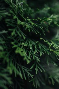 Preview wallpaper branch, plant, needles, green, macro