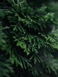 Preview wallpaper branch, plant, needles, green, macro