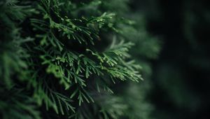 Preview wallpaper branch, plant, needles, green, macro
