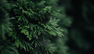 Preview wallpaper branch, plant, needles, green, macro