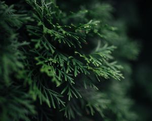 Preview wallpaper branch, plant, needles, green, macro