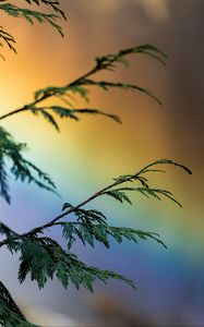 Preview wallpaper branch, plant, rainbow, colorful