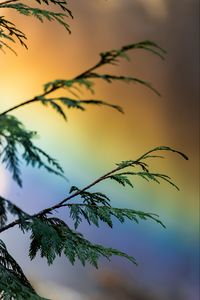 Preview wallpaper branch, plant, rainbow, colorful