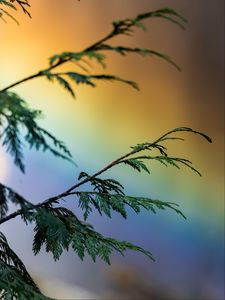 Preview wallpaper branch, plant, rainbow, colorful