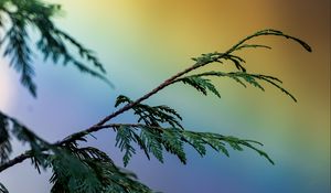Preview wallpaper branch, plant, rainbow, colorful