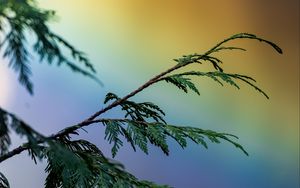 Preview wallpaper branch, plant, rainbow, colorful