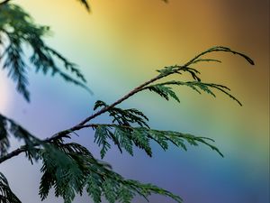 Preview wallpaper branch, plant, rainbow, colorful