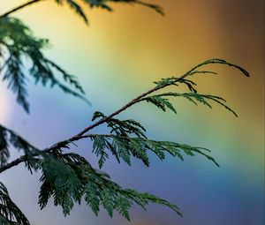 Preview wallpaper branch, plant, rainbow, colorful