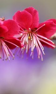 Preview wallpaper branch, plum, spring, flowers, flowering, pink, tree