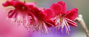 Preview wallpaper branch, plum, spring, flowers, flowering, pink, tree