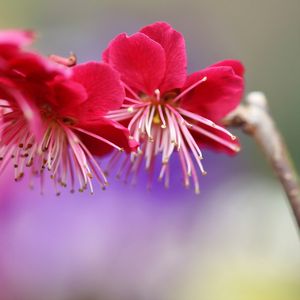 Preview wallpaper branch, plum, spring, flowers, flowering, pink, tree