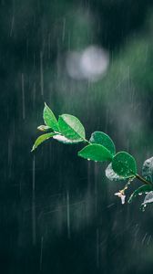 Preview wallpaper branch, rain, macro, leaves, drops