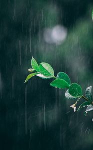 Preview wallpaper branch, rain, macro, leaves, drops