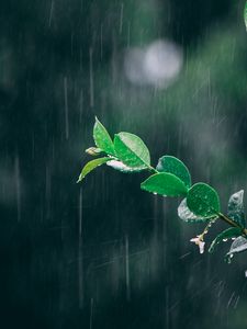 Preview wallpaper branch, rain, macro, leaves, drops