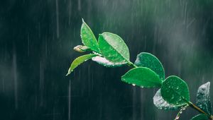Preview wallpaper branch, rain, macro, leaves, drops