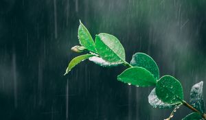 Preview wallpaper branch, rain, macro, leaves, drops