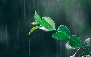 Preview wallpaper branch, rain, macro, leaves, drops