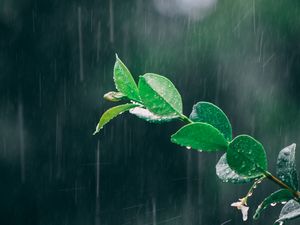 Preview wallpaper branch, rain, macro, leaves, drops