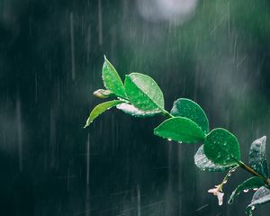 Preview wallpaper branch, rain, macro, leaves, drops