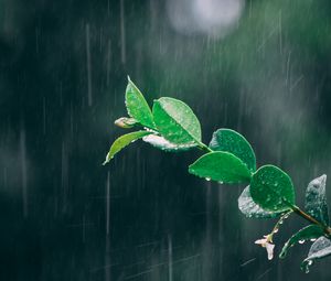 Preview wallpaper branch, rain, macro, leaves, drops