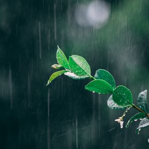 Preview wallpaper branch, rain, macro, leaves, drops