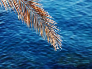 Preview wallpaper branch, sea, dry, blur