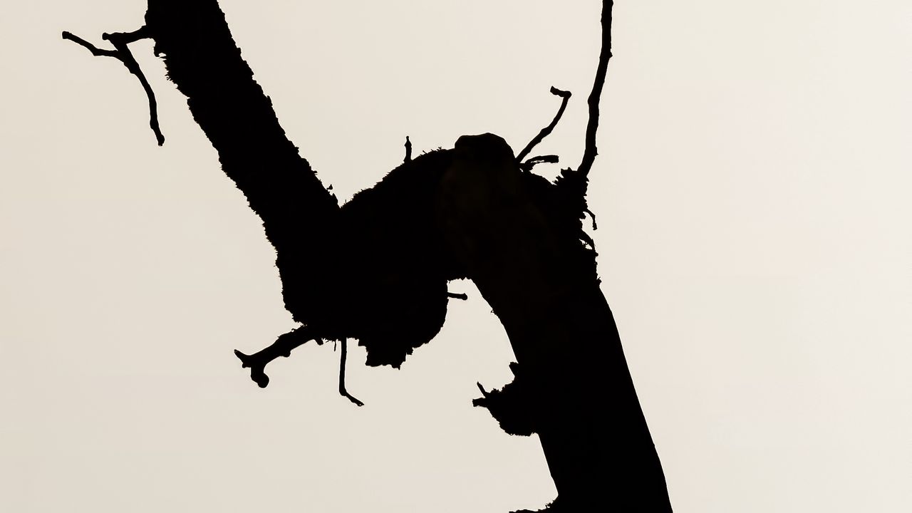 Wallpaper branch, silhouette, minimalism, bw