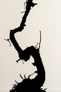 Preview wallpaper branch, silhouette, minimalism, bw
