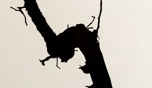 Preview wallpaper branch, silhouette, minimalism, bw