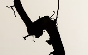 Preview wallpaper branch, silhouette, minimalism, bw