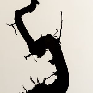 Preview wallpaper branch, silhouette, minimalism, bw