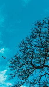 Preview wallpaper branch, sky, bird, tree