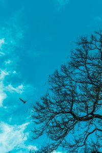 Preview wallpaper branch, sky, bird, tree