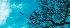 Preview wallpaper branch, sky, bird, tree