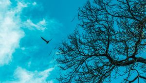 Preview wallpaper branch, sky, bird, tree