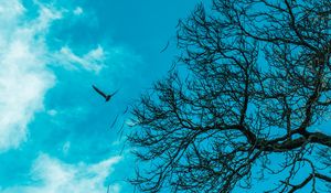 Preview wallpaper branch, sky, bird, tree