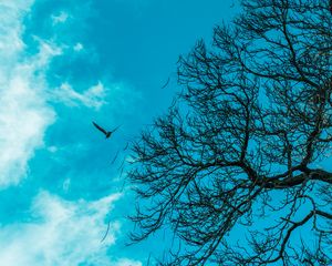 Preview wallpaper branch, sky, bird, tree