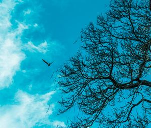 Preview wallpaper branch, sky, bird, tree
