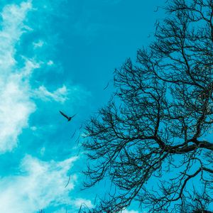 Preview wallpaper branch, sky, bird, tree