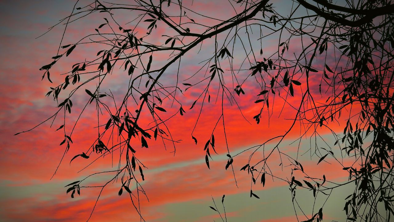 Wallpaper branch, sky, twilight, leaves, sunset, clouds, tree