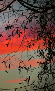 Preview wallpaper branch, sky, twilight, leaves, sunset, clouds, tree