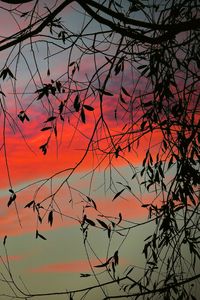 Preview wallpaper branch, sky, twilight, leaves, sunset, clouds, tree