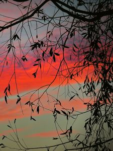 Preview wallpaper branch, sky, twilight, leaves, sunset, clouds, tree