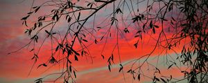 Preview wallpaper branch, sky, twilight, leaves, sunset, clouds, tree
