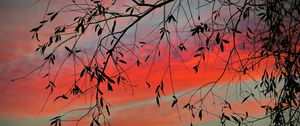 Preview wallpaper branch, sky, twilight, leaves, sunset, clouds, tree