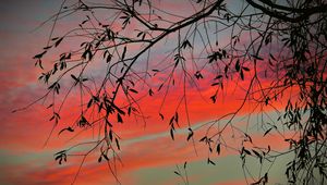 Preview wallpaper branch, sky, twilight, leaves, sunset, clouds, tree