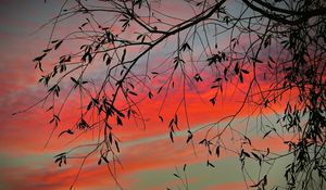 Preview wallpaper branch, sky, twilight, leaves, sunset, clouds, tree