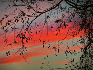 Preview wallpaper branch, sky, twilight, leaves, sunset, clouds, tree