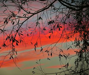 Preview wallpaper branch, sky, twilight, leaves, sunset, clouds, tree